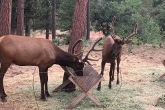 2 Elk