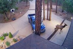 13-Deer-on-driveway