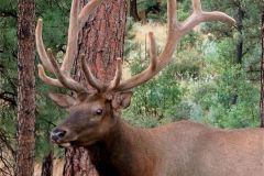 16-Elk-close-up