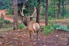 21-Elk-from-rear