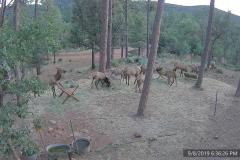 Elk