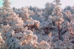 8-Snow-covered-trees