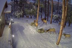 9-Elk-in-snow