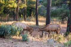 Elk-Locking-Horns