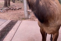 Elk-at-front-eating-apples