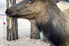 Elk-at-front