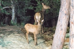 Elk-baby-and-mom