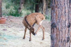 Elk-baby-scratching-foot