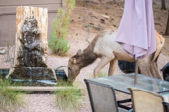 Elk-drinking-at-water-feature
