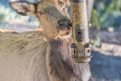 Elk-snacking-on-bird-food