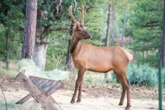 Elk-velvet-2-x-2