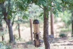 Outdoor-Bird-Feeder