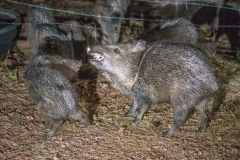 Outdoor-Wild-life-Javalina