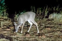 Outdoor-Wild-life-Koos-Deer