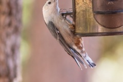 Outdoor-Wild-life-bird-at-feeder-2
