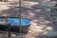 Outdoor-Wild-life-bird-at-water-trough-2