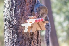 Outdoor-Wild-life-squirrel-at-squirrel-feeder