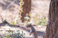 Outdoor-Wild-life-squirrel-dancing