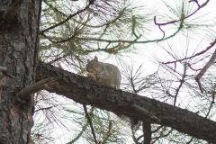 Outdoor-Wild-life-squirrel-in-tree