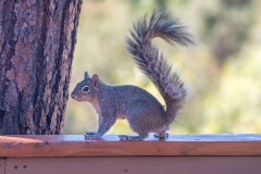 Outdoor-Wild-life-squirrel-on-railing