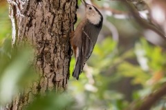 Outdoor-Wild-life-wood-pecker