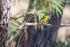 Outdoor-Wild-life-yellow-bird-on-branch-2