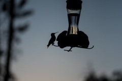 Outside-Porch-Hummingbird-Feeder-at-Dusk