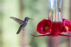 Outside-Porch-Hummingbird-Feeder-bird-in-flight-Close-up