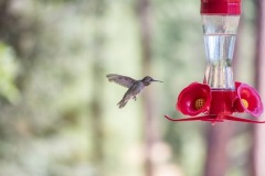 Outside-Porch-Hummingbird-Feeder-bird-in-flight